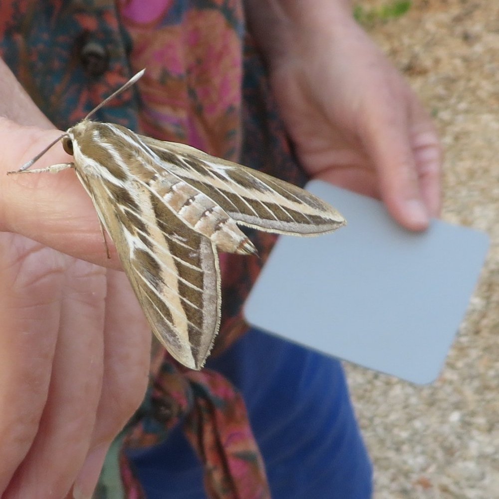 Striped hawk moth resting on a persons thumb