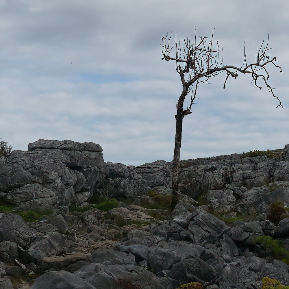 A lone bare tree gorwing among a field of giant rocks