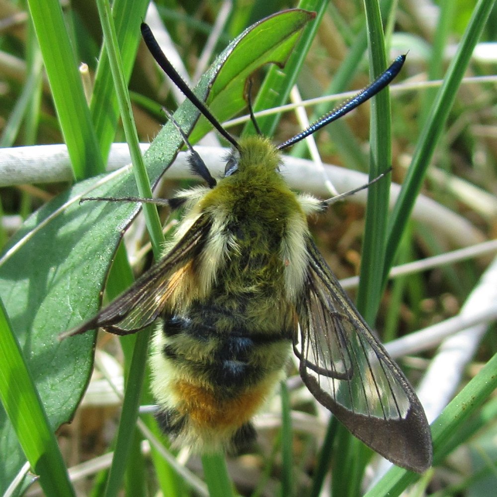 Narrow-bordered Bee Hawk-moth resting on some grass