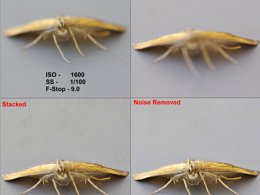 2x2 grid of photos showing the output of multiple image stacking to clear up the image and noise reduction to clean up the background