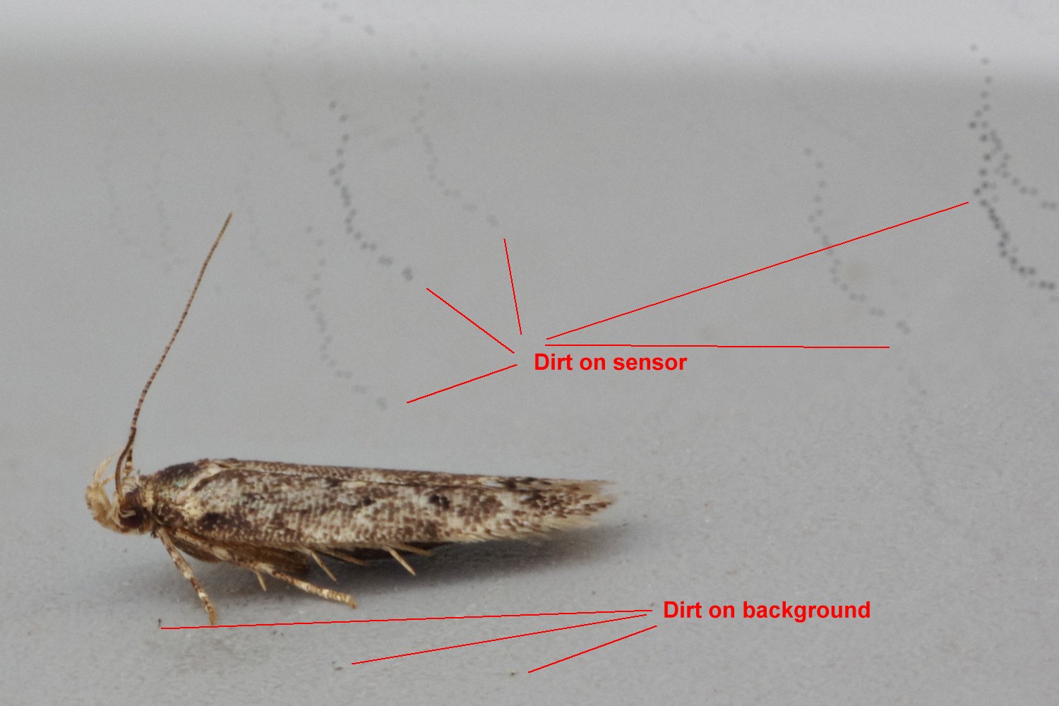 Photo of a moth with marks over the photo where dirt was on the sensor