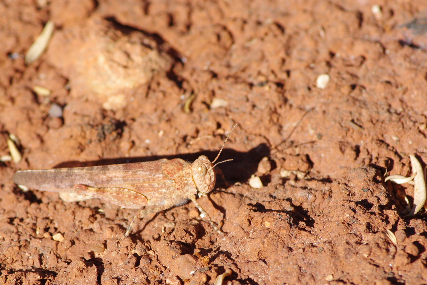 Grasshopper on the ground, blending in with the dirt
