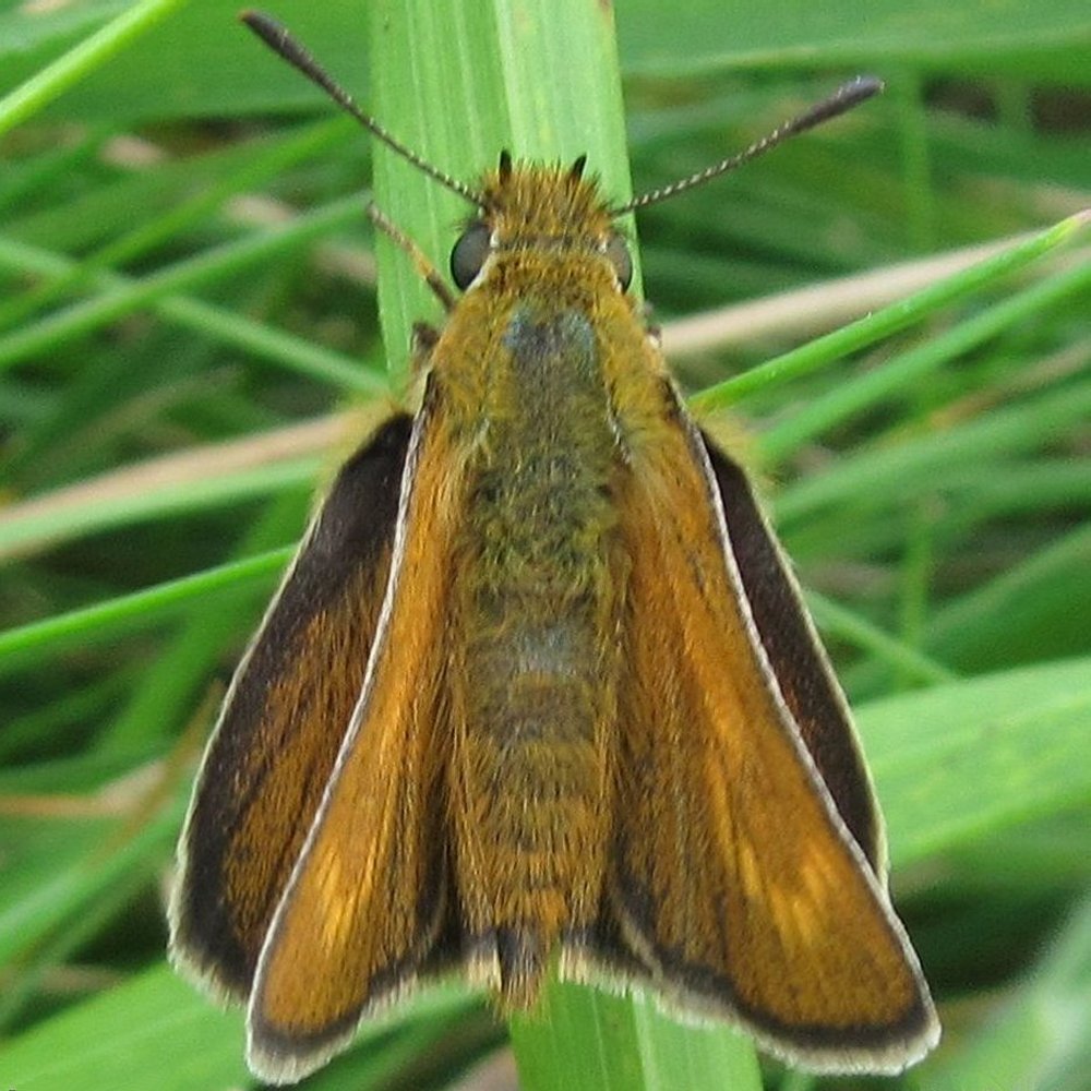 Lulworth Skipper resting on a grass blade