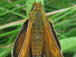 Lulworth Skipper resting on a grass blade