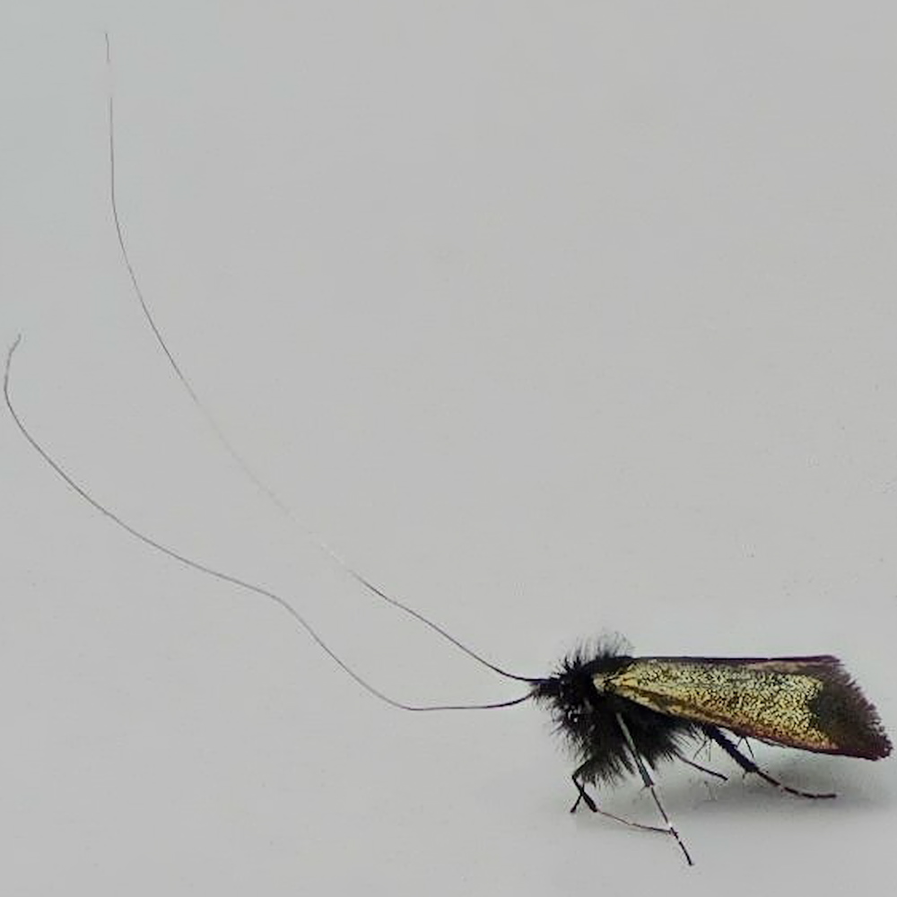 A side shot of a Green Long-horn moth, it's antennae taking up more of the shot than the body