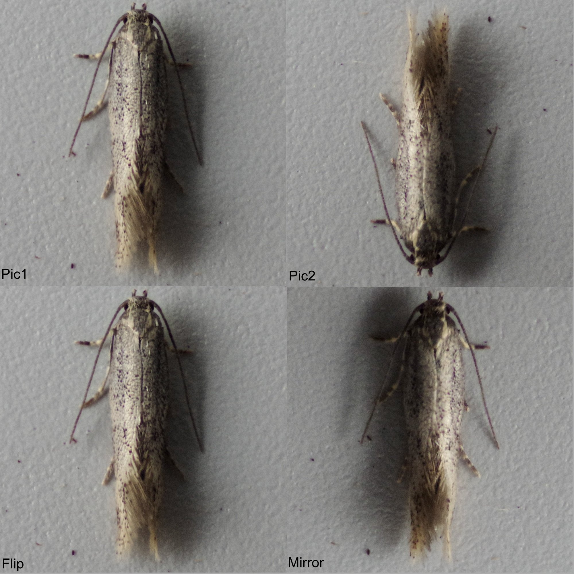2x2 grid of top down images of a Little Dwarf moth showing the process I go through to remove shadows