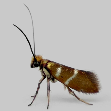 Picture of White-barred Gold - Micropterix aruncella