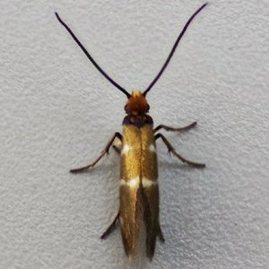 Image of White-line Pollen-moth - Micropterix aruncella