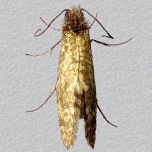 Image of Common Spring Jewel - Dyseriocrania subpurpurella*