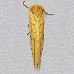 Image of Ghost Moth - Hepialus humuli (Female)
