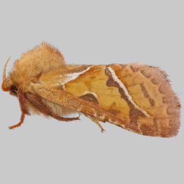 Picture of Orange Swift - Triodia sylvina (Male)