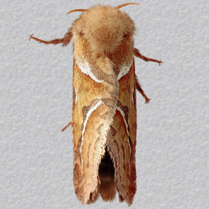 Image of Orange Swift - Triodia sylvina (Male)