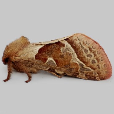 Picture of Orange Swift - Triodia sylvina (Female)