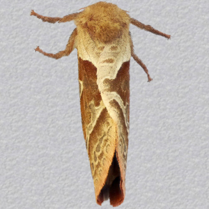 Image of Orange Swift - Triodia sylvina (Female)