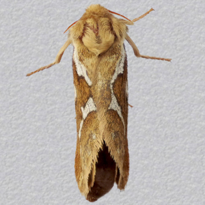 Image of Common Swift - Hepialus lupulinus