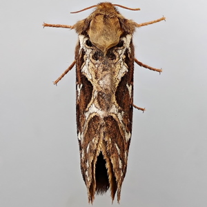 Image of Map-winged Swift - Korscheltellus fusconebulosa (Male)