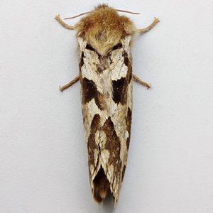 Image of Map-winged Swift - Korscheltellus fusconebulosa (Female)