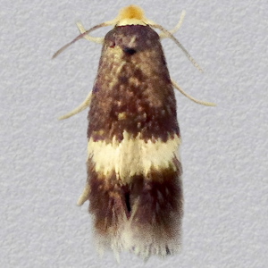 Image of Nepticulidae agg. - Nepticulidae agg.