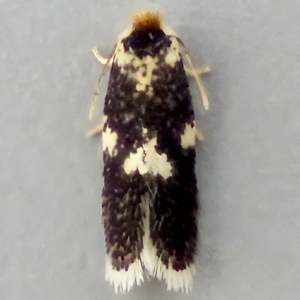 Image of Broken-barred Oak Dot/White-spot Dot - Ectoedemia subbimaculella/heringi*