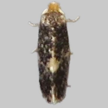 Picture of Willow Pigmy - Stigmella obliquella