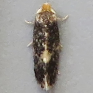 Image of Willow Pigmy - Stigmella obliquella