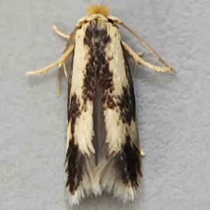 Image of Black-poplar Pigmy - Stigmella trimaculella*