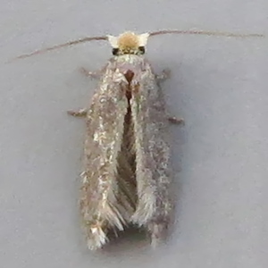 Image of Grey Apple Pigmy - Stigmella incognitella