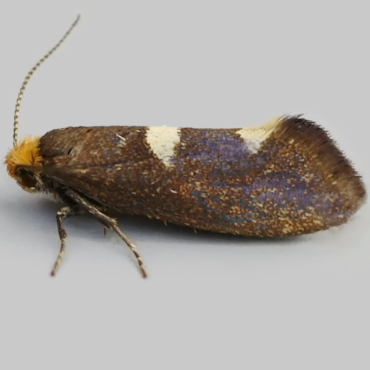 Picture of Feathered Bright - Incurvaria masculella (Female)