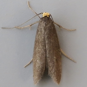 Image of Scarce Bright - Lampronia fuscatella