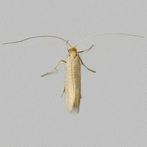 Image of Large Longhorn - Nematopogon swammerdamella