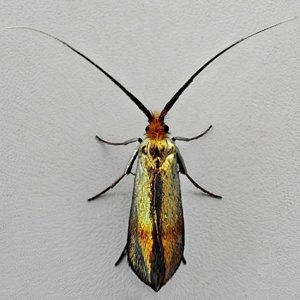 Image of Copper-tip Longhorn - Nemophora cupriacella*