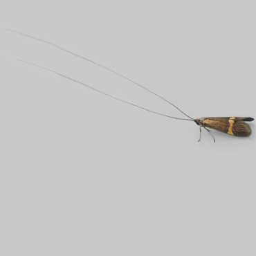 Picture of Yellow-barred Long-horn - Nemophora degeerella (Male)