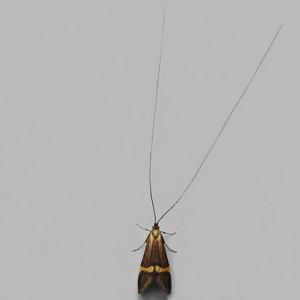 Image of Yellow-barred Long-horn - Nemophora degeerella (Male)