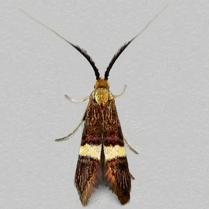 Image of Lesser Banded Longhorn - Adela croesella*