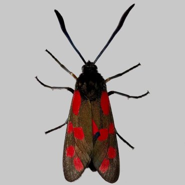 Picture of Six-spot Burnet - Zygaena filipendulae