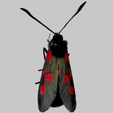 Picture of Five-Spot Burnet - Zygaena trifolii