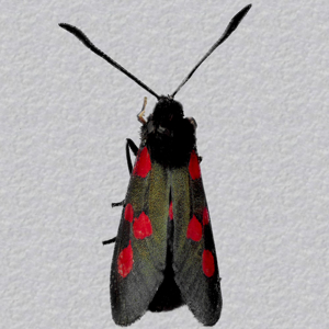 Image of Five-Spot Burnet - Zygaena trifolii