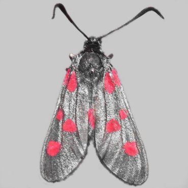 Picture of Narrow-bordered Five-spot Burnet - Zygaena lonicerae