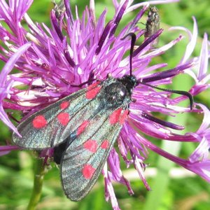 Image of Narrow-bordered Five-spot Burnet - Zygaena lonicerae