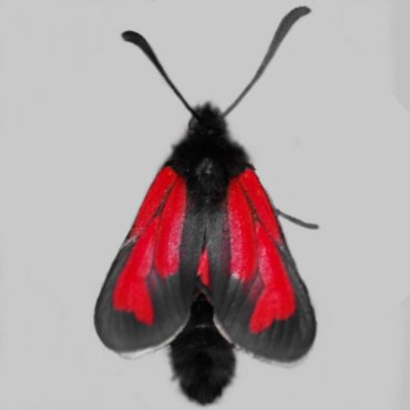 Picture of Transparent Burnet - Zygaena purpuralis sabulosa