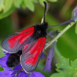 Image of Transparent Burnet - Zygaena purpuralis sabulosa