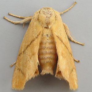 Image of Festoon - Apoda limacodes