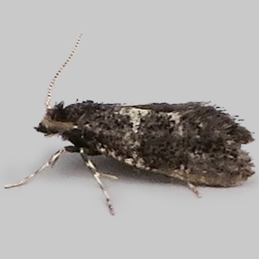 Picture of White-speckled Smoke - Narycia duplicella