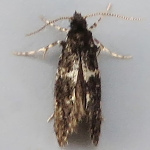 Image of White-speckled Smoke - Narycia duplicella