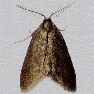 Image of Common Sweep (Bagworm) - Psyche casta