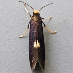 Image of Common Fern Moth - Psychoides filicivora*