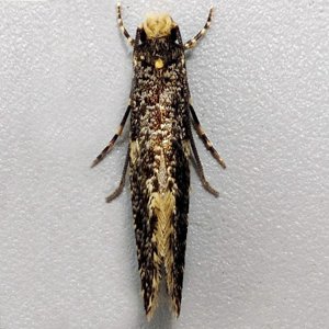 Image of Skin/Carrion Moth - Monopis laevigella/weaverella