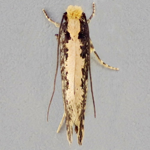 Image of Yellow-backed/Pale-backed Clothes Moth - Monopis obviella/crocicapitella