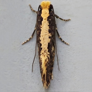 Image of Yellow-backed Clothes Moth - Monopsis obviella