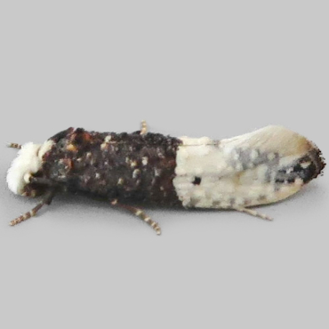 Picture of Tapestry Moth - Trichophaga tapetzella